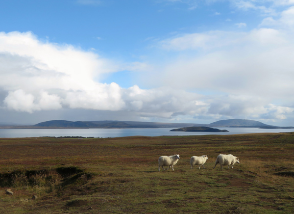 sheep-DianaRajala-11-21-Img2.jpg