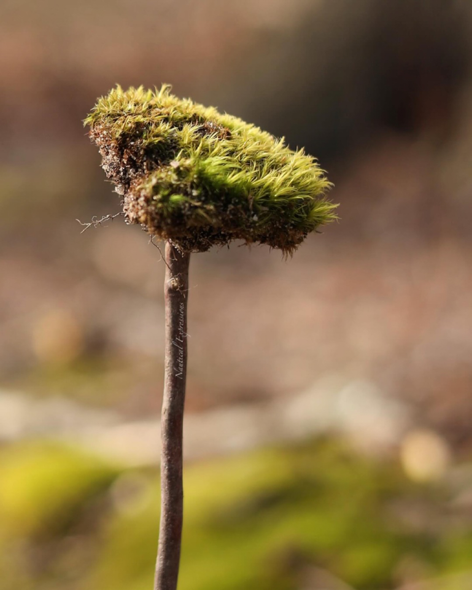 Mossy Nauticalexpressions