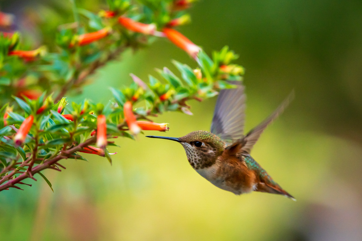 photo-CONNIE-11-25-NO.2.jpg-hummer