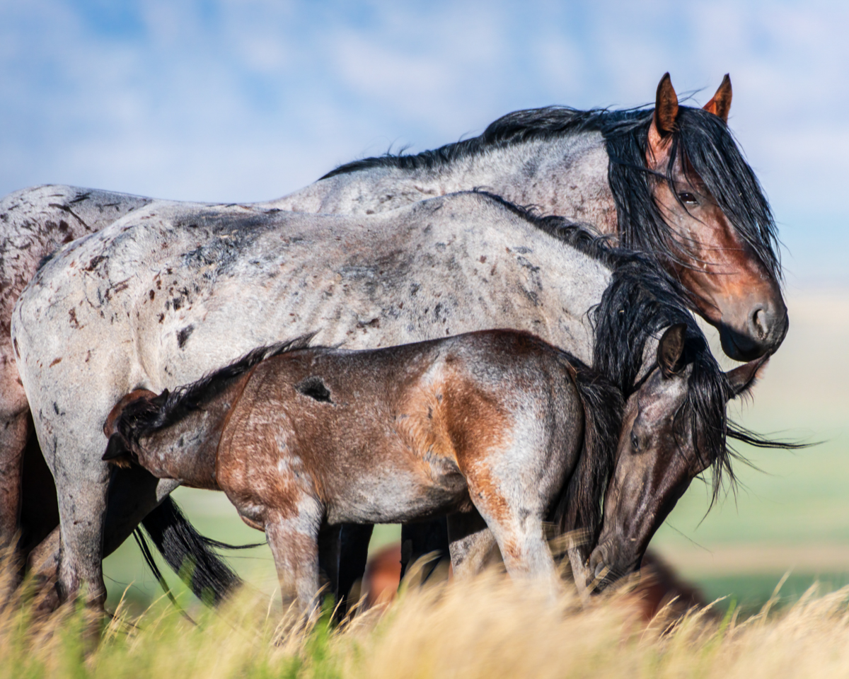 photo-CONNIE-11-25-No.3.jpg-horses