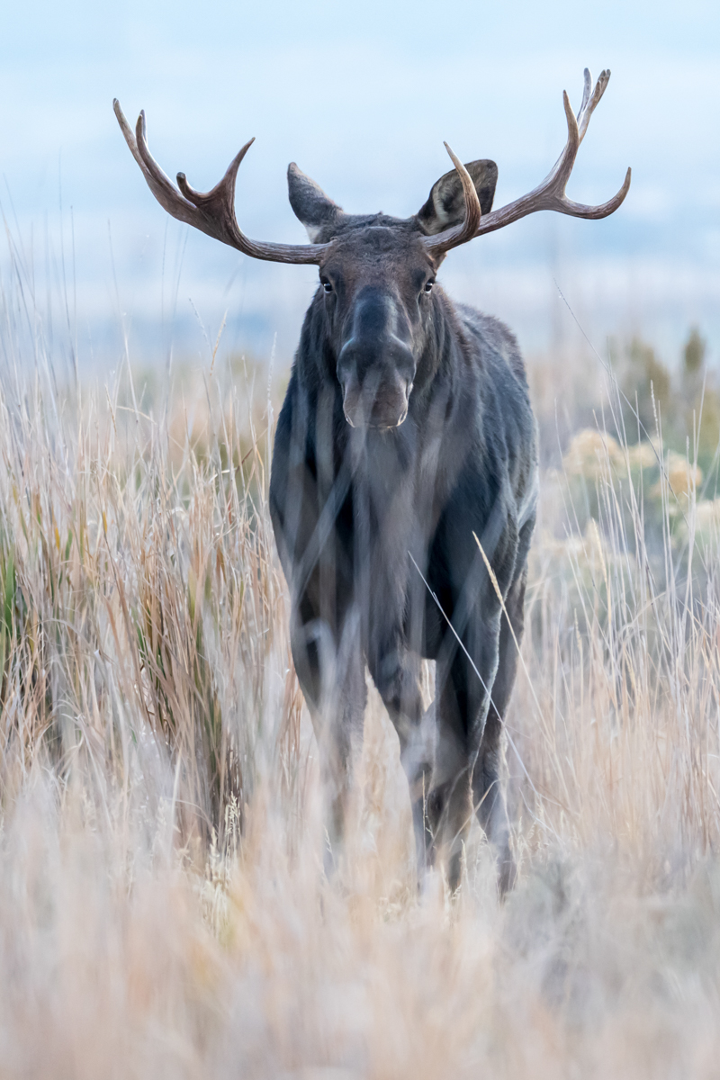 photo-CONNIE-11-25-No.4.jpg-moose