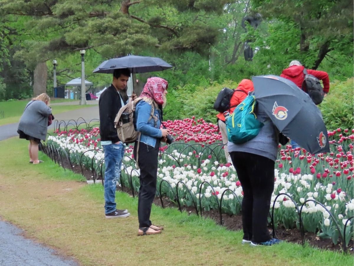people taking photos of tulips in the rain