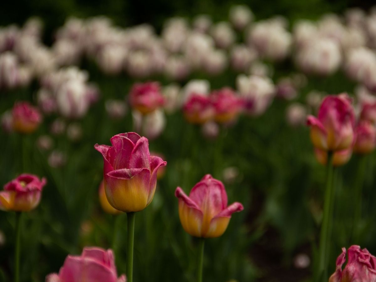 one pink tulip in focus, blurred background of garden of pink-white tulips