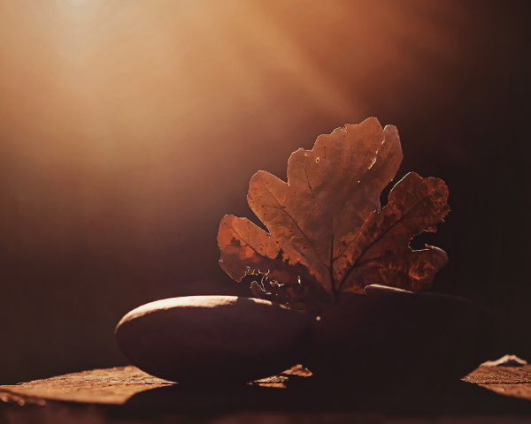 Rock and Leaf in Fall Light