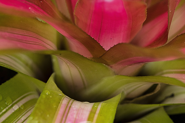 Bromeliad close-up