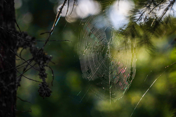22-19-November-LB.jpg-spider web