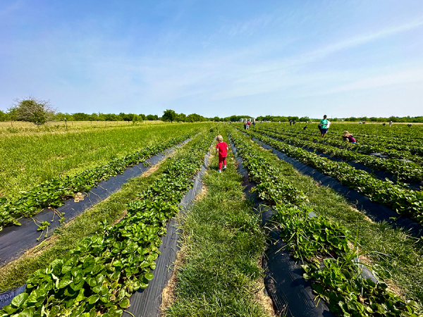 Strawberry Field