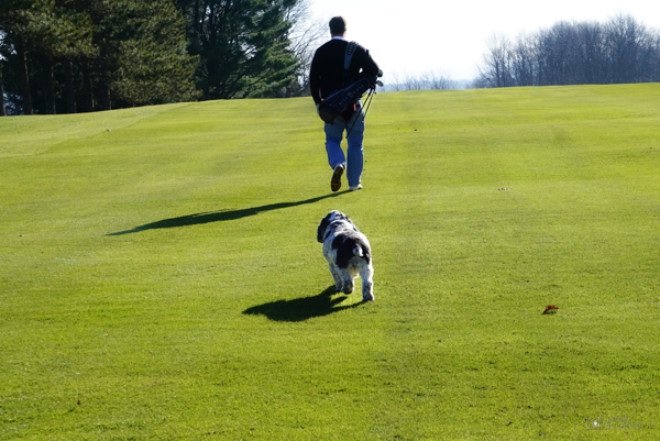Dog and man on golf course