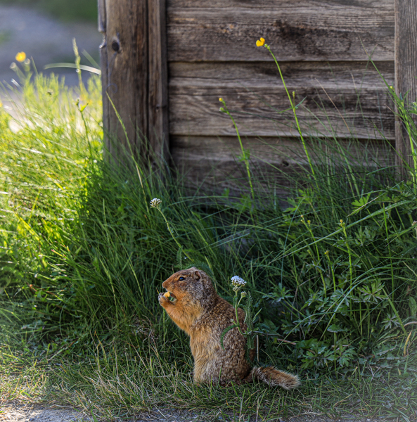 23-18-August-LB.jpg-gopher (tame)