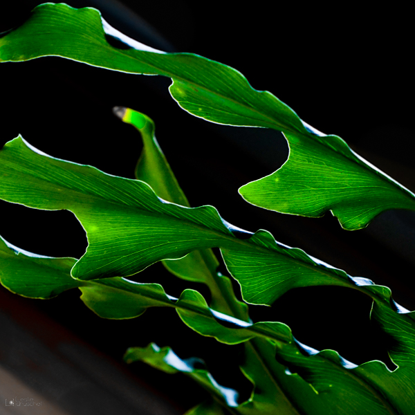 Close-up of leaves. Home.