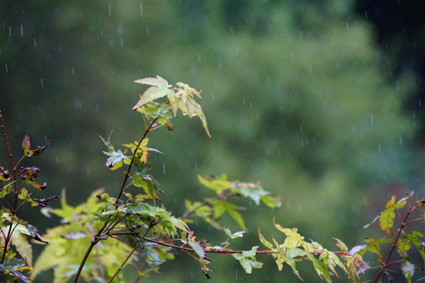 Rain falling on leaves. Quiet.