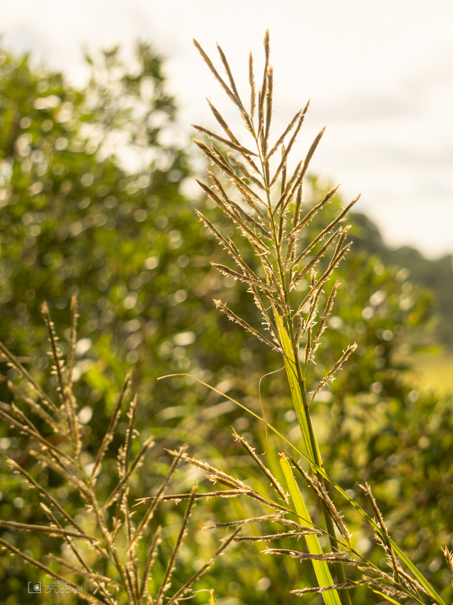 Rushes. Change.