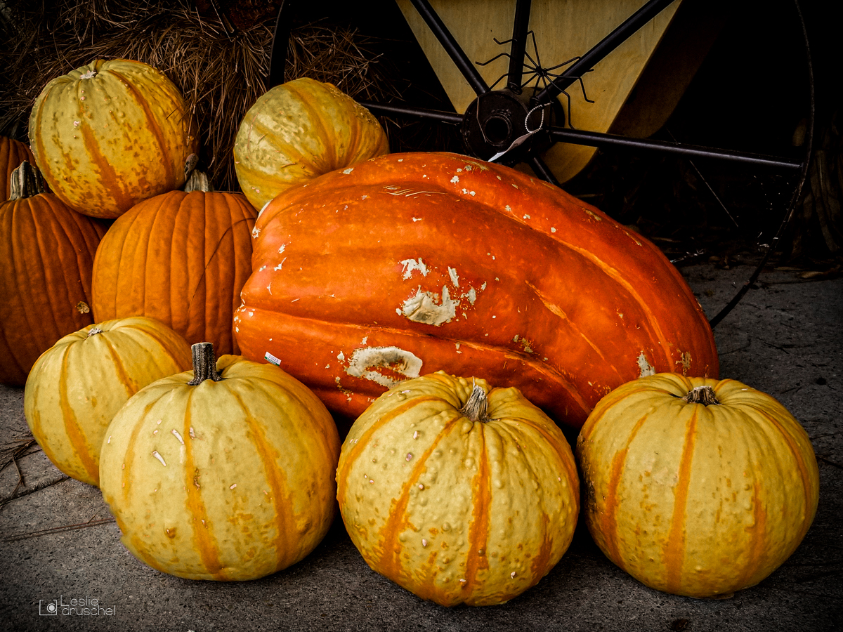 Pumpkins. Hello Fall.