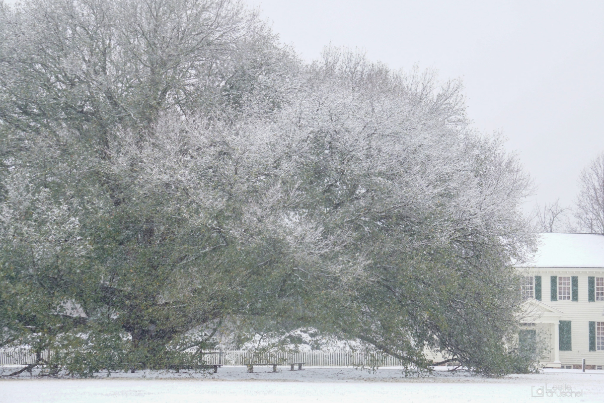 Tree in Snow. Tree