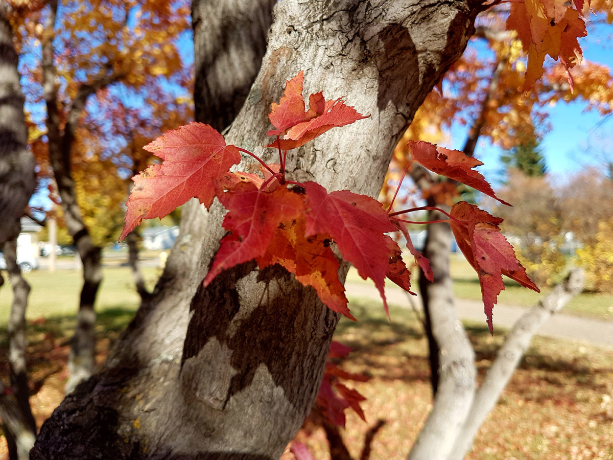 Foliage