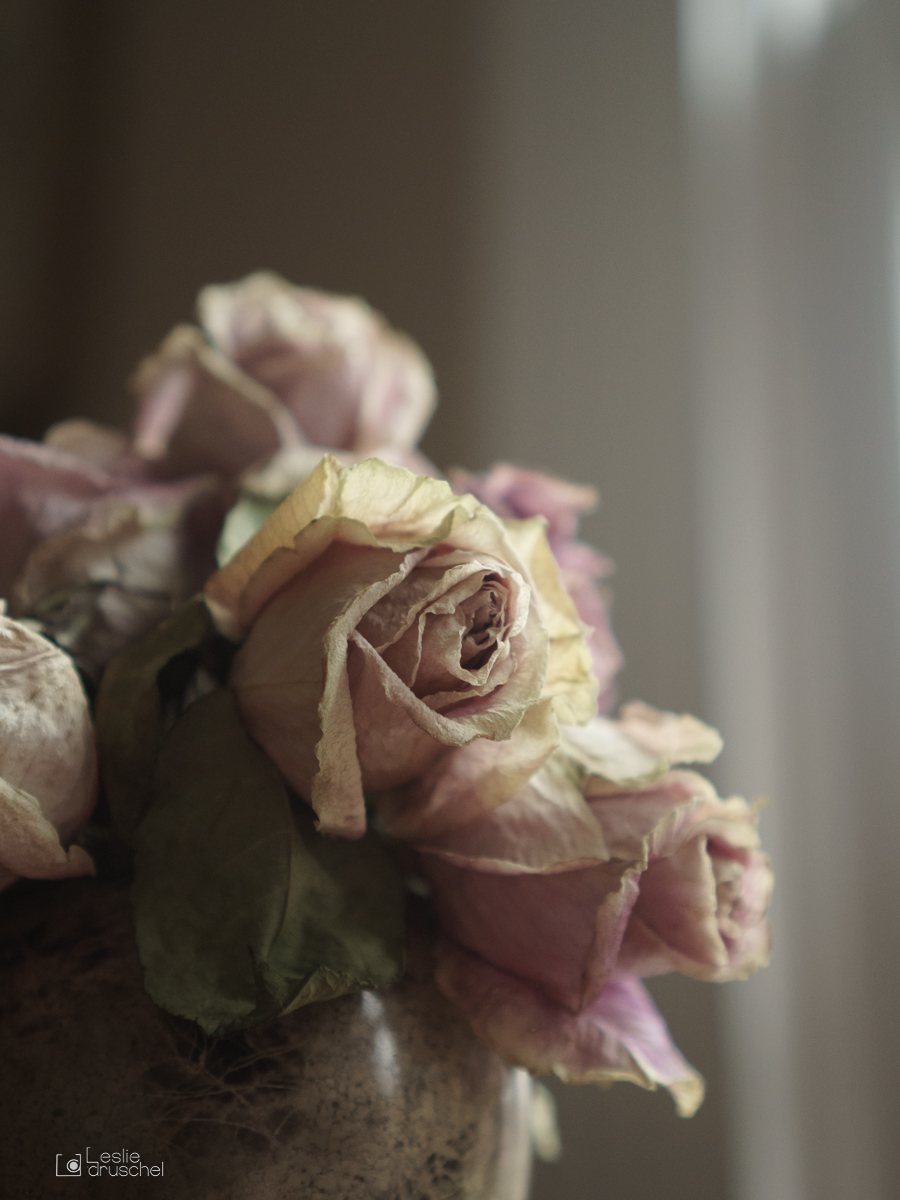 Dried Roses. Romantic