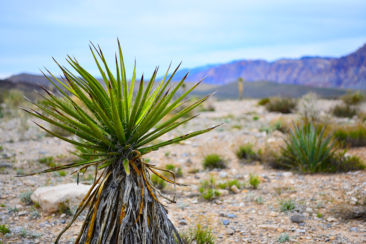 Desert