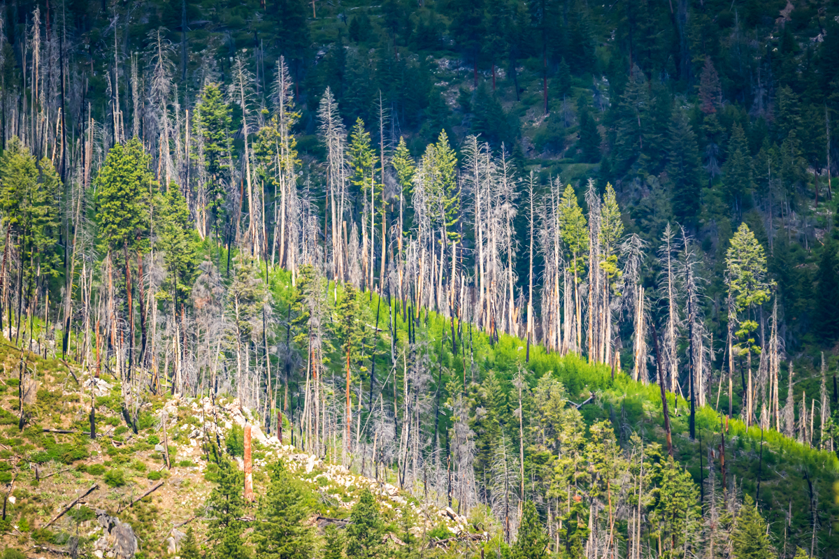 Forest
