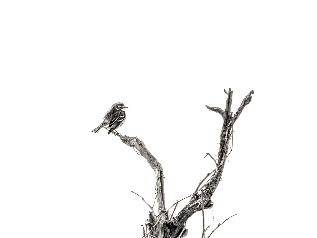Branch