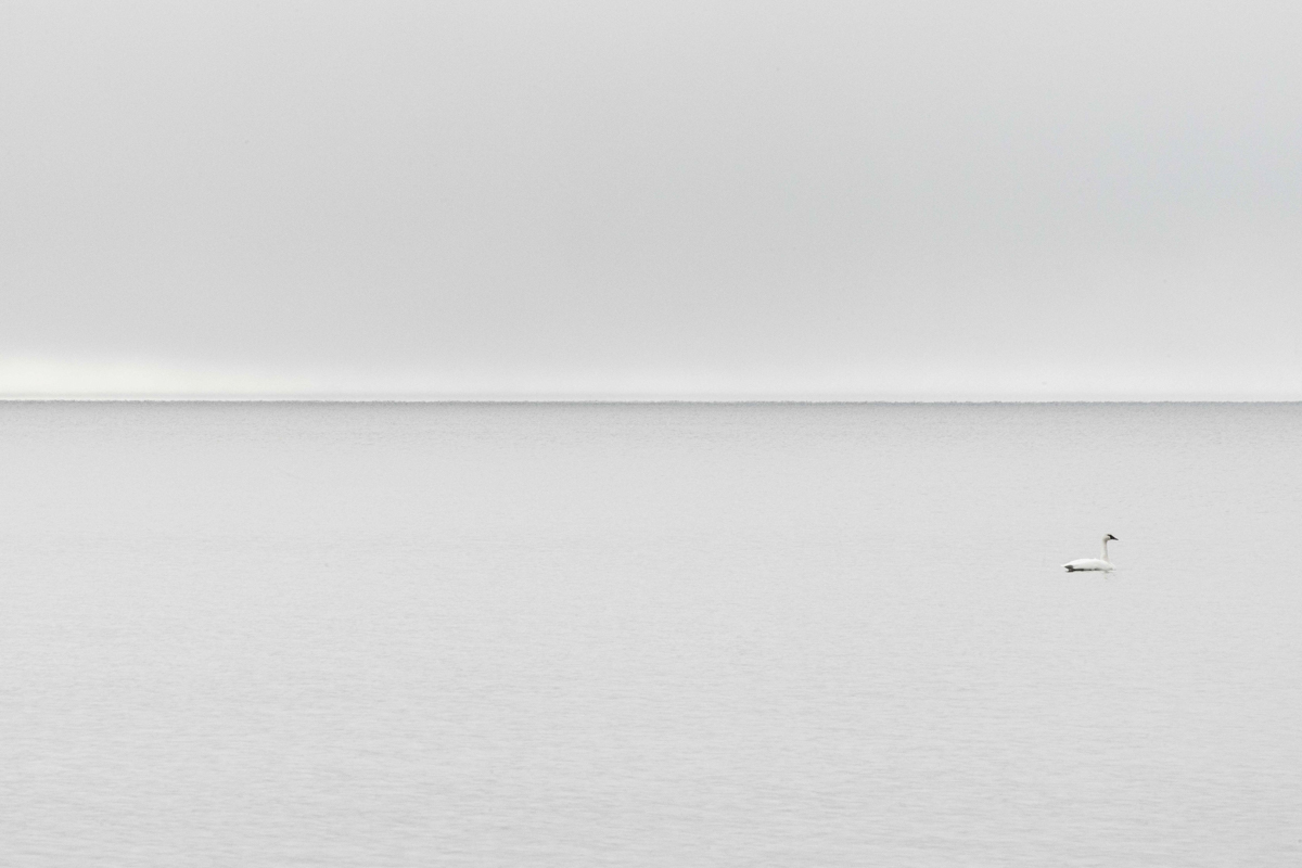 26-08-May-LB.jpg-swan