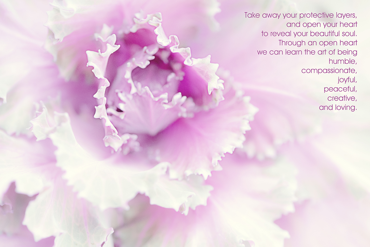 Purple Cabbage Revealed