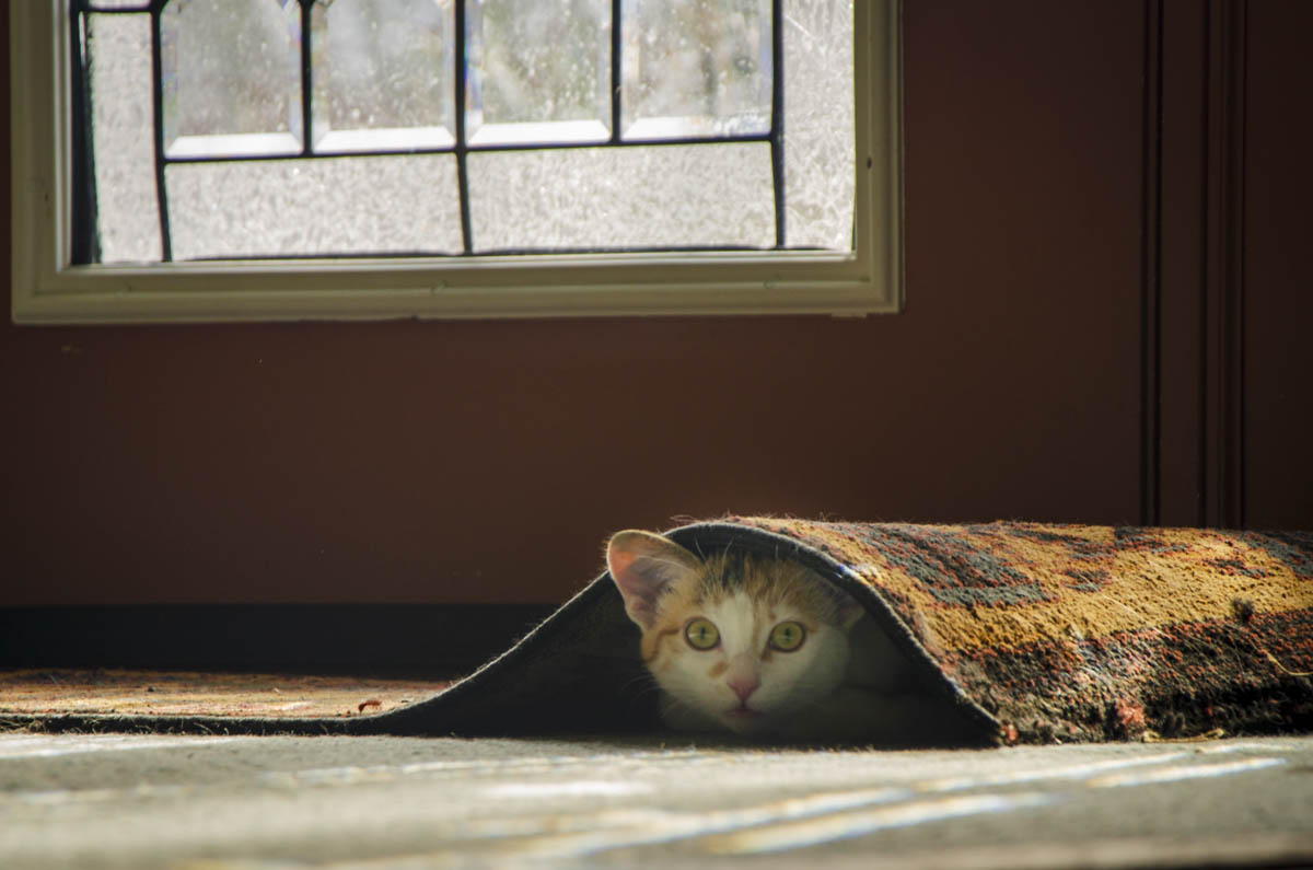 Shh... No One's Looking