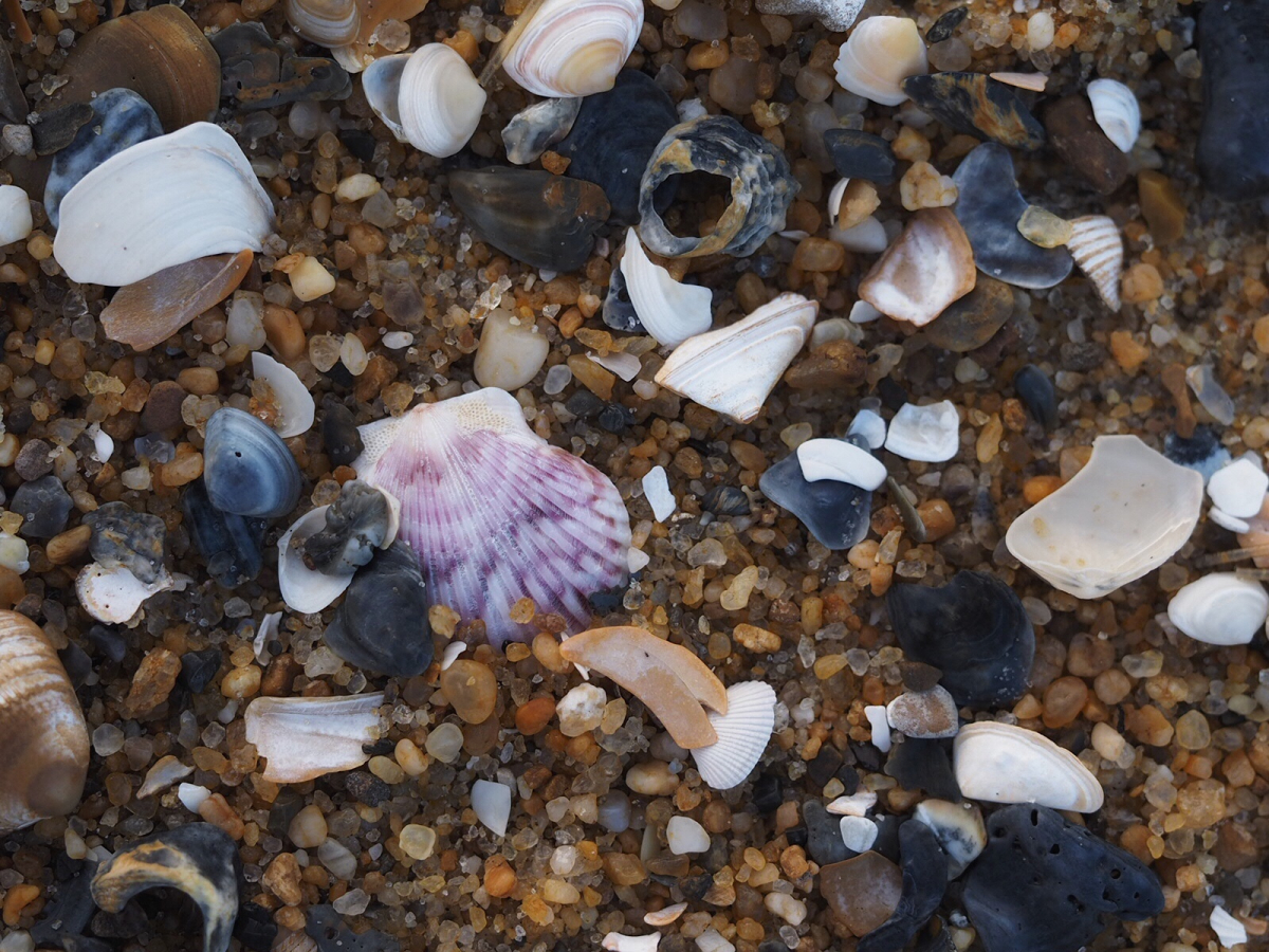 Peaking through with purple shell