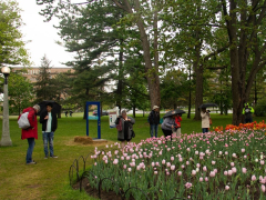 group of photographers stand around taking photos of garden of tulips