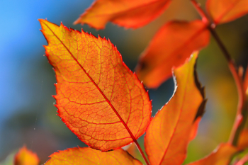 Leaf