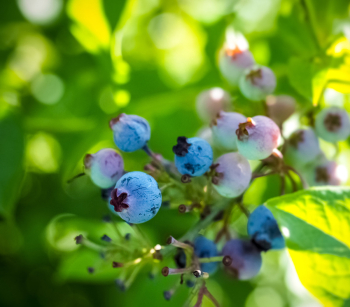 Fruit