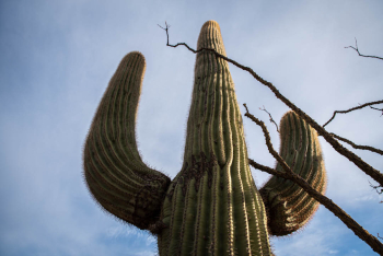Cactus