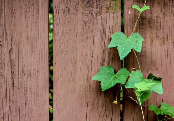 vine