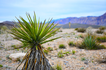 Desert