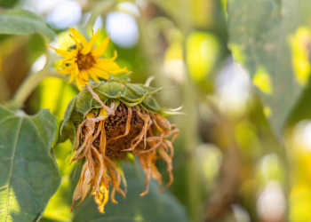 25-16-May-LB.jpg-sunflower bouquet