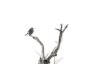 Branch