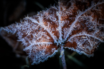 frost