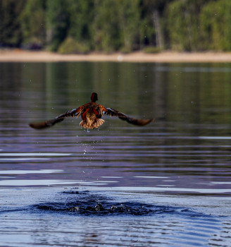 26-02-May-LB.jpg-duck