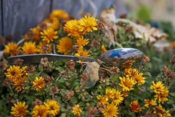 Silverware Reflections