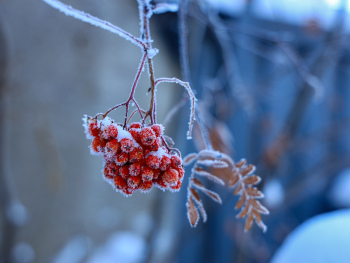 26-05-January-LB.jpg-frozen berries