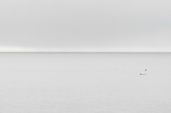 26-08-May-LB.jpg-swan