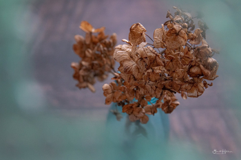 dried flowers