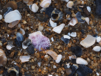 Peaking through with purple shell