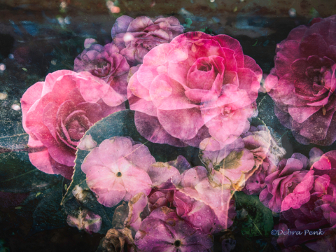 Debra Penk - Pink Roses