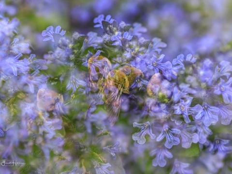 Garnett Hutchinson - Bees on Blue Flowers