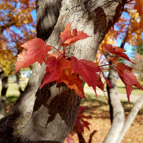 Foliage