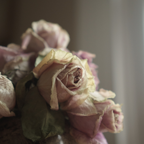 Dried Roses. Romantic