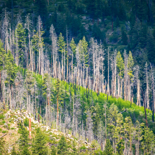 Forest