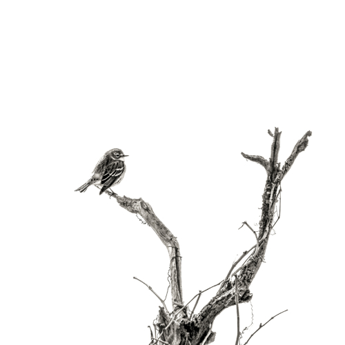 Branch