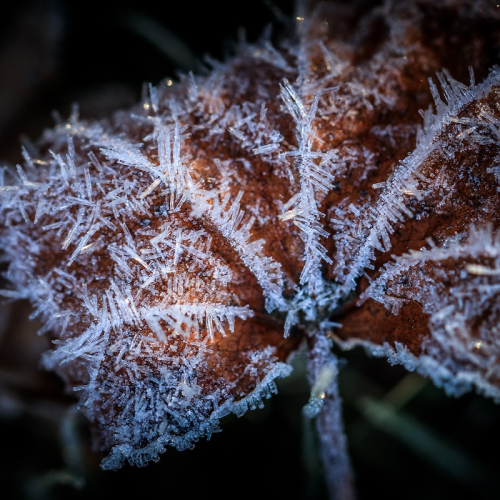 frost