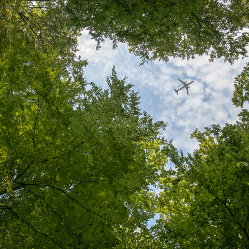 Looking Up